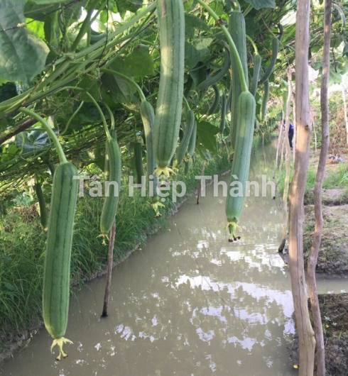 MƯỚP HƯƠNG LAI F1 - HITA 89