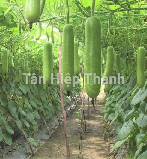 BẦU SAO LAI F1 - JARI338
