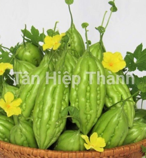 KHỔ QUA LAI F1 - MIO 168