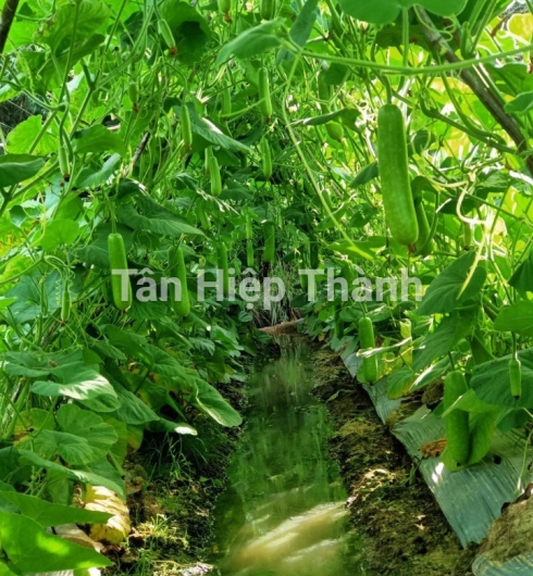 GIỐNG BẦU SAO LAI F1 GONTAR 379