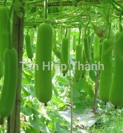 BẦU XANH LAI F1 - ROLLROY 368