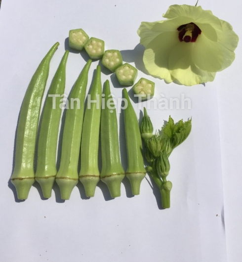 ĐẬU BẮP 5 KHÍA - THT 102