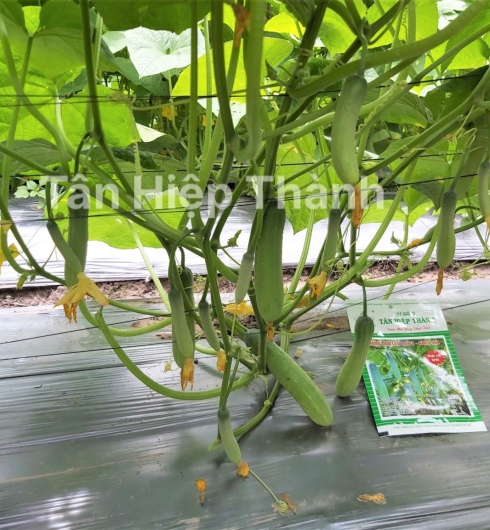 DƯA LEO LAI F1 - GOLD 959