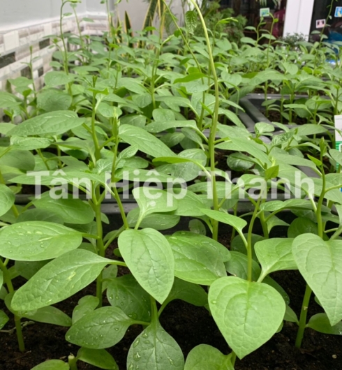 MỒNG TƠI LÁ TO - THT 104