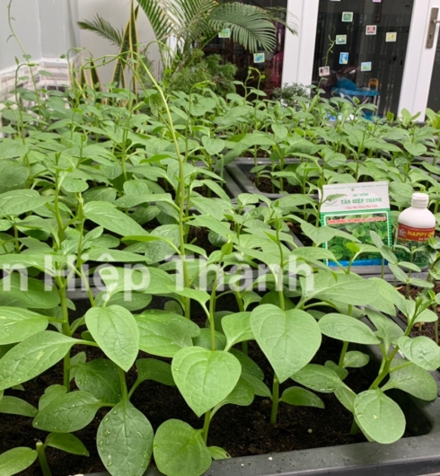MỒNG TƠI LÁ TO - THT 104