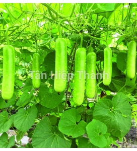 BẦU SAO LAI F1 - JARI338