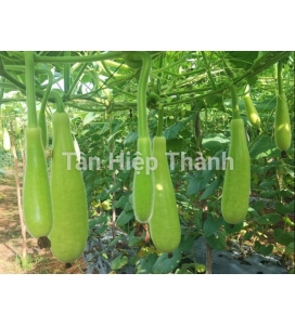 BẦU XỊ LAI F1 - TÂY ĐÔ 388