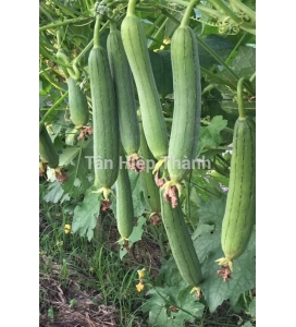 MƯỚP HƯƠNG LAI F1 - HITA 89