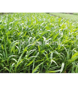 GIỐNG RAU MUỐNG CHỌN LỌC LÁ TRE – THT 103