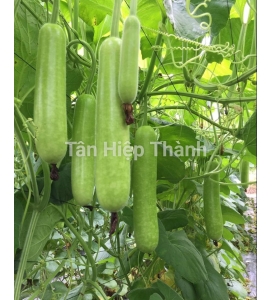 GIỐNG BẦU SAO LAI F1 GONTAR 379
