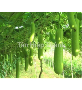 BẦU XANH LAI F1 - ROLLROY 368