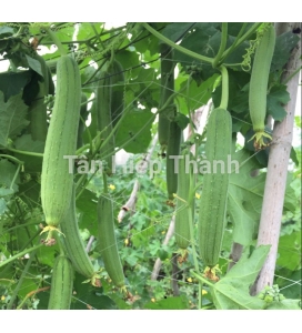 MƯỚP HƯƠNG LAI F1 - HITA 69