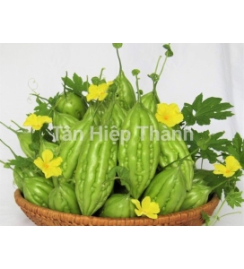 KHỔ QUA LAI F1 - MIO 168