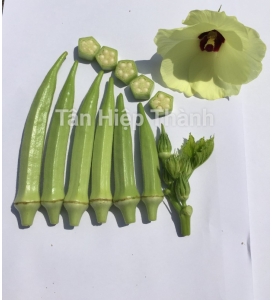 ĐẬU BẮP 5 KHÍA - THT 102